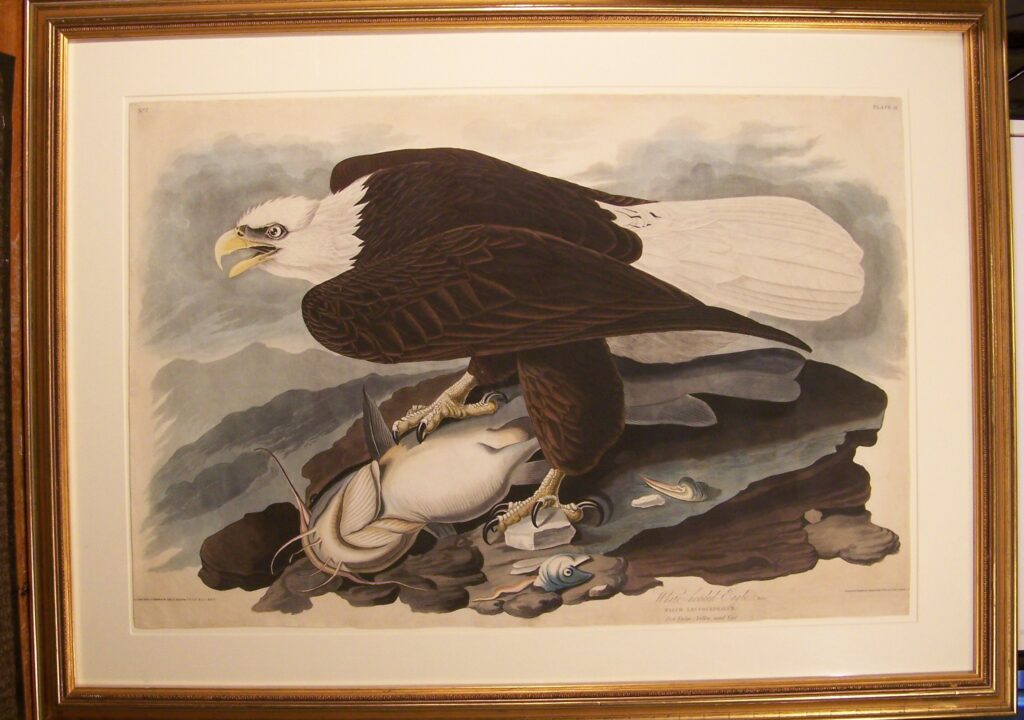 Photograph of the engraving, "White-headed Eagle," by John James Audubon (1785-1851). John James Audubon State Park Museum Collection, 1938.1500. 