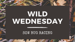 Wild Wednesday: Sow Bug Racing