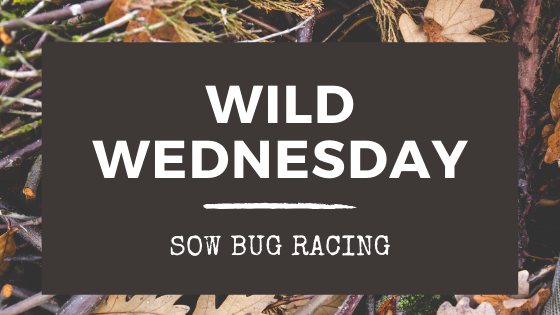 Wild Wednesday: Sow Bug Racing