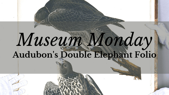 thumbnail image 2 of John James Audubon Wild Turkey Print – Havell Edition Repro, Double Elephant Folio – Giclee On Paper, Large 1800s Art 2 of 3