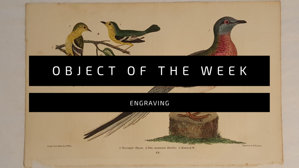 Bird engraving titled 'Object of the Week.'